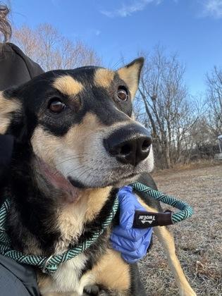 Enlarge Nikki, an adoptable mixed breed in Rapid City, SD image 2/4
