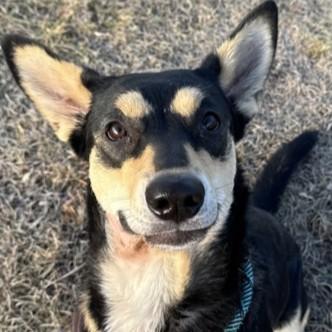 Enlarge Nikki, an adoptable mixed breed in Rapid City, SD image 1/4