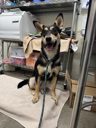 Enlarge Nikki, an adoptable mixed breed in Rapid City, SD image 3/4