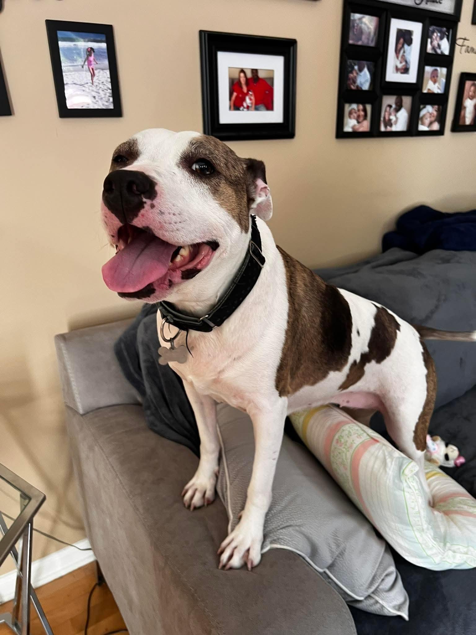 Holly, a Adoptable American Staffordshire Terrier in Holly Springs, NC image 1/3