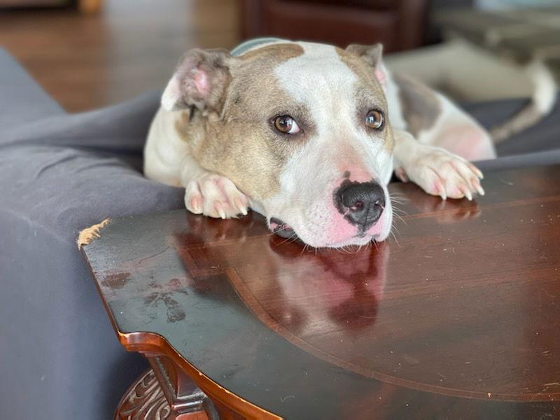 Holly, a Adoptable American Staffordshire Terrier in Holly Springs, NC image 2/3