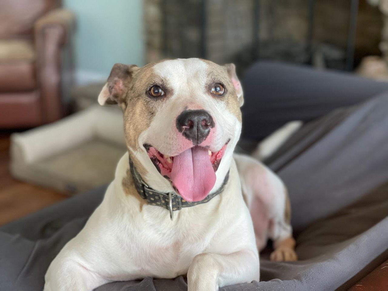 Holly, a Adoptable American Staffordshire Terrier in Holly Springs, NC image 3/3