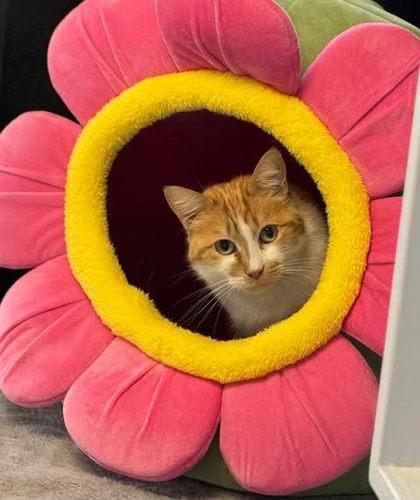 Enlarge Cakes +, a Adoptable Domestic Short Hair in Atlanta, GA image 1/3