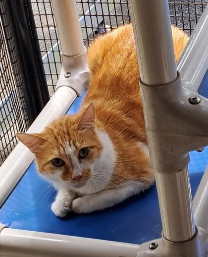 Cakes +, a Adoptable Domestic Short Hair in Atlanta, GA image 2/3