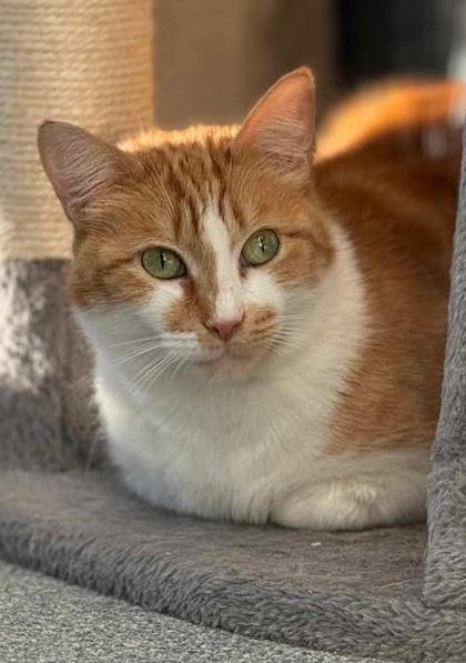 Enlarge Cakes +, a Adoptable Domestic Short Hair in Atlanta, GA image 2/3