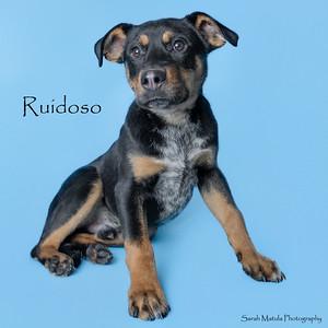Ruidoso, Adoptable, Young Male Mixed Breed & Mixed Breed.
