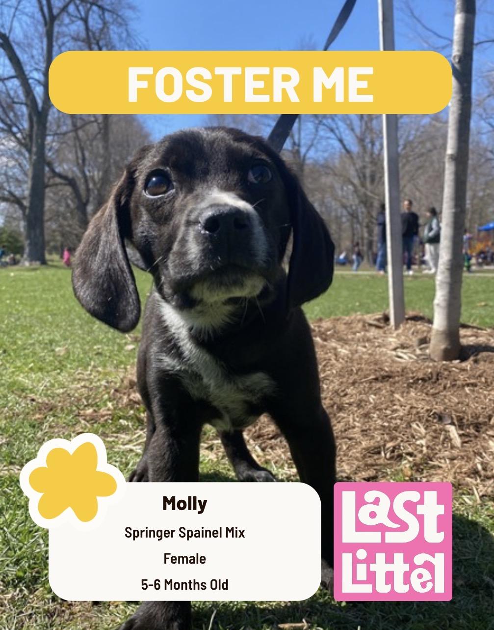 Molly, Adoptable, Puppy Female Chihuahua & Cocker Spaniel.