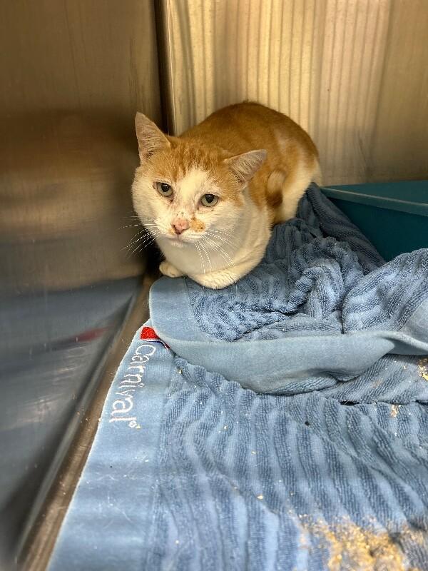 Cooper, Adoptable, Adult Male Domestic Short Hair.