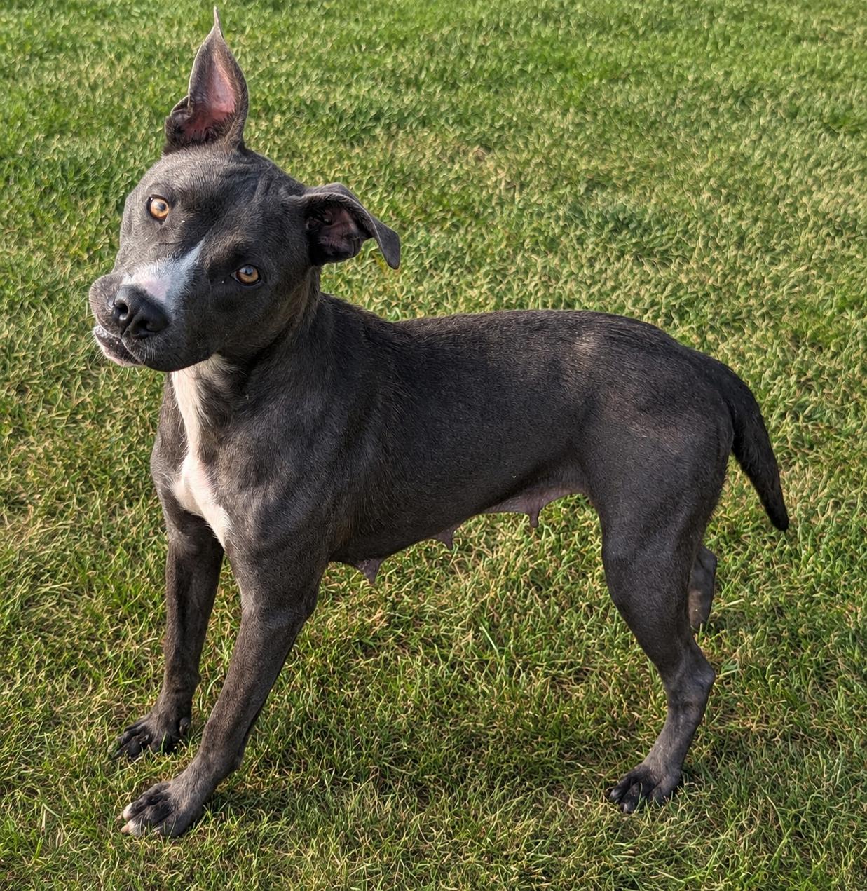 Darlene, ADOPTABLE, Adult Female Pit Bull Terrier.