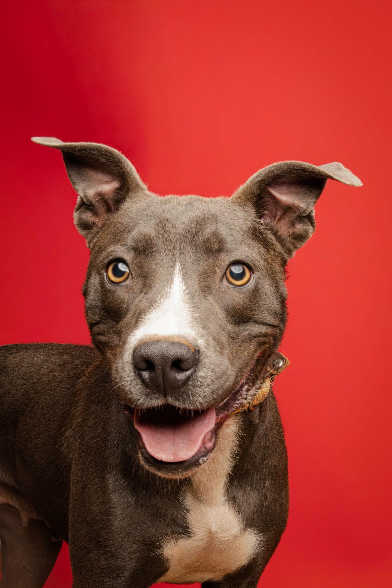 Enlarge Darlene, a Adopted mixed breed in Jackson, GA image 1/2