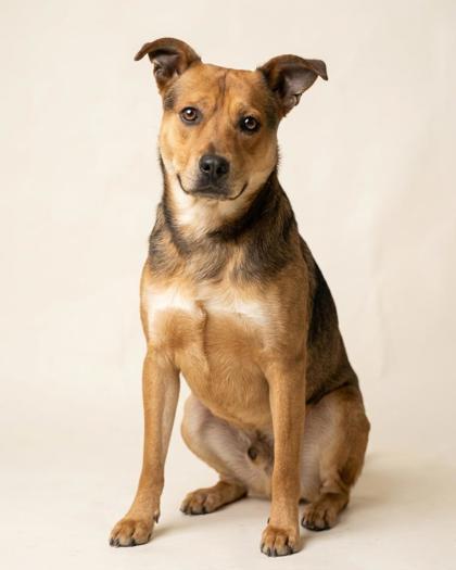 Scooter, adoptable, Adult Male Mixed Breed.