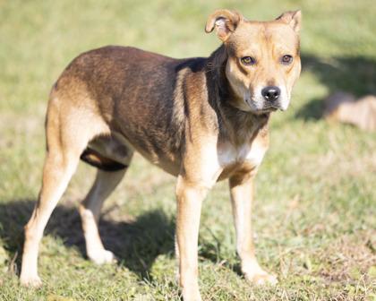 Enlarge Scooter, an adoptable mixed breed in Bedford, IN image 1/1