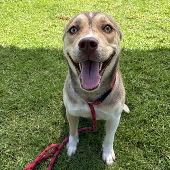 Enlarge Willow, a Adoptable Husky in Long Beach, CA image 1/4