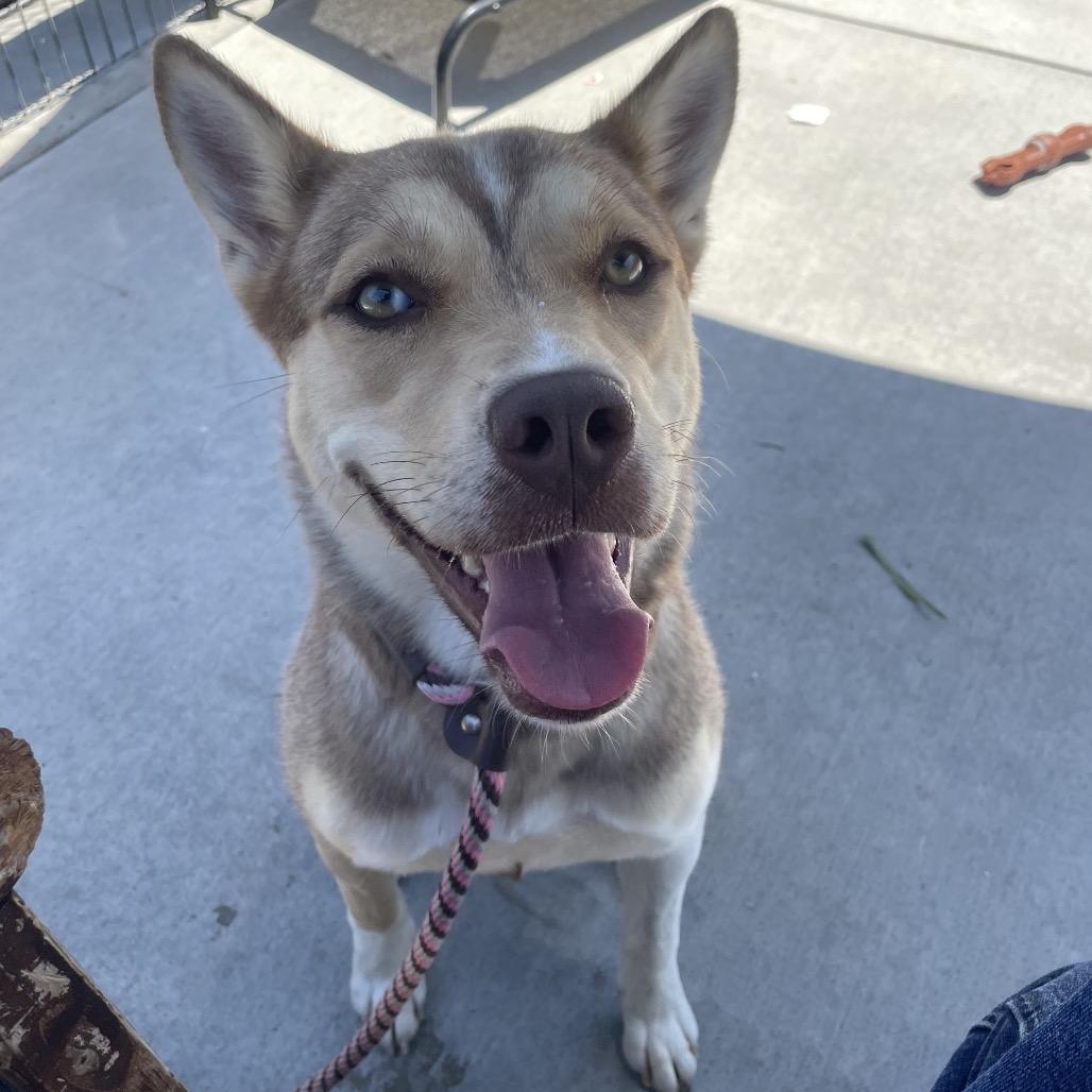 Enlarge Willow, a Adoptable Husky in Long Beach, CA image 2/4