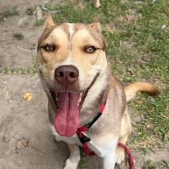 Enlarge Willow, a Adoptable Husky in Long Beach, CA image 3/4