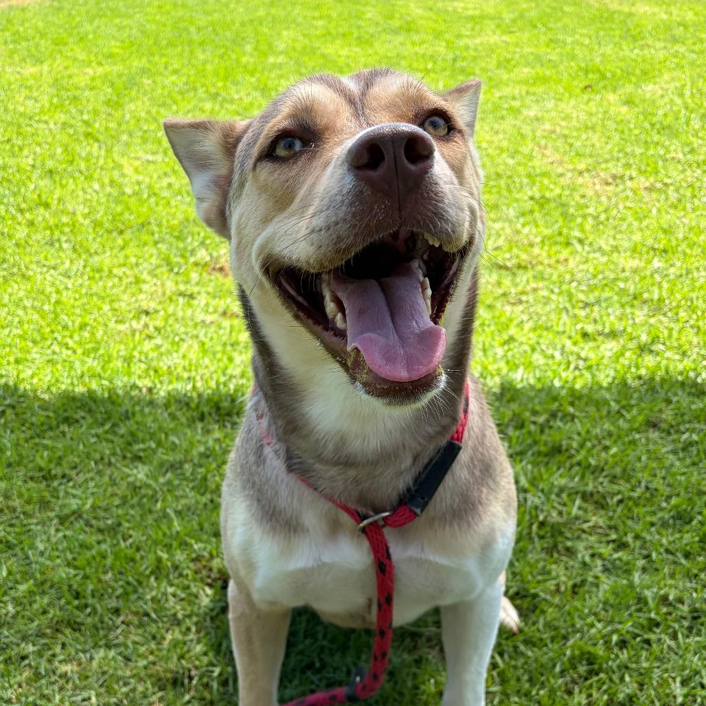 Enlarge Willow, a Adoptable Husky in Long Beach, CA image 4/4