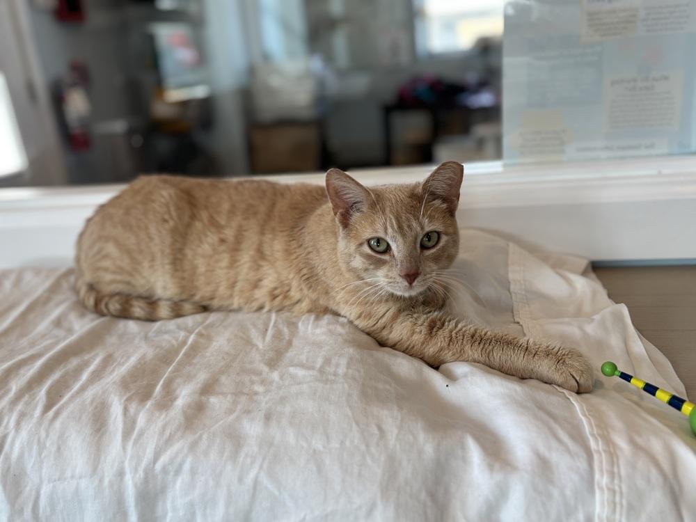 Loreli, Adoptable, Young Female Domestic Short Hair.