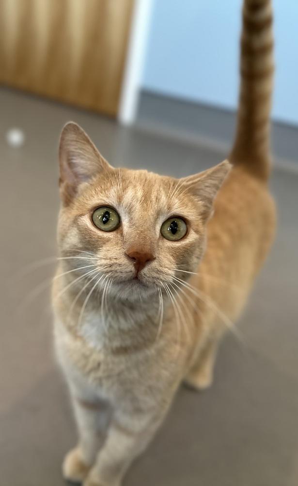 Enlarge Loreli, a Adoptable mixed breed in Norristown, PA image 2/6