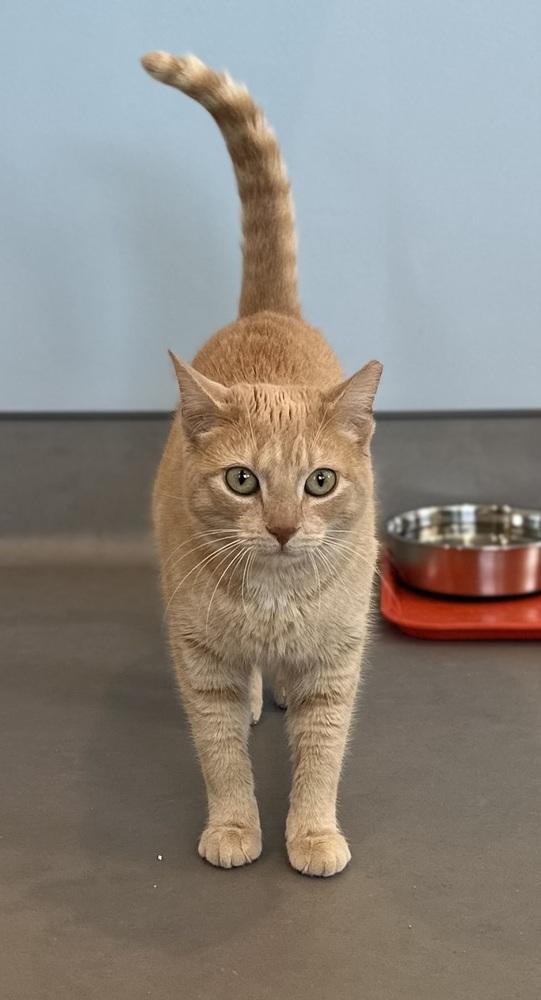 Enlarge Loreli, a Adoptable mixed breed in Norristown, PA image 4/6