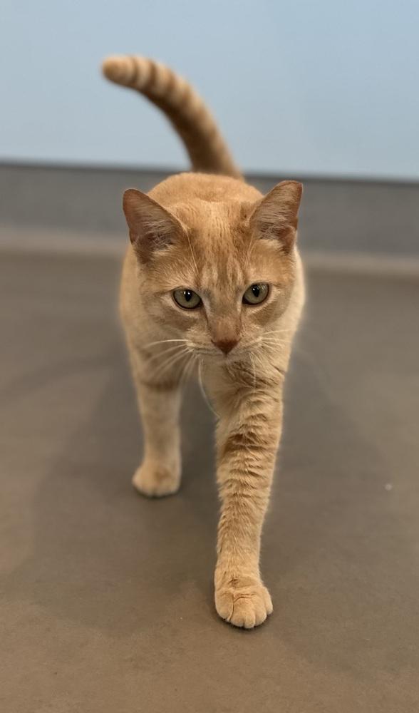 Enlarge Loreli, a Adoptable mixed breed in Norristown, PA image 6/6