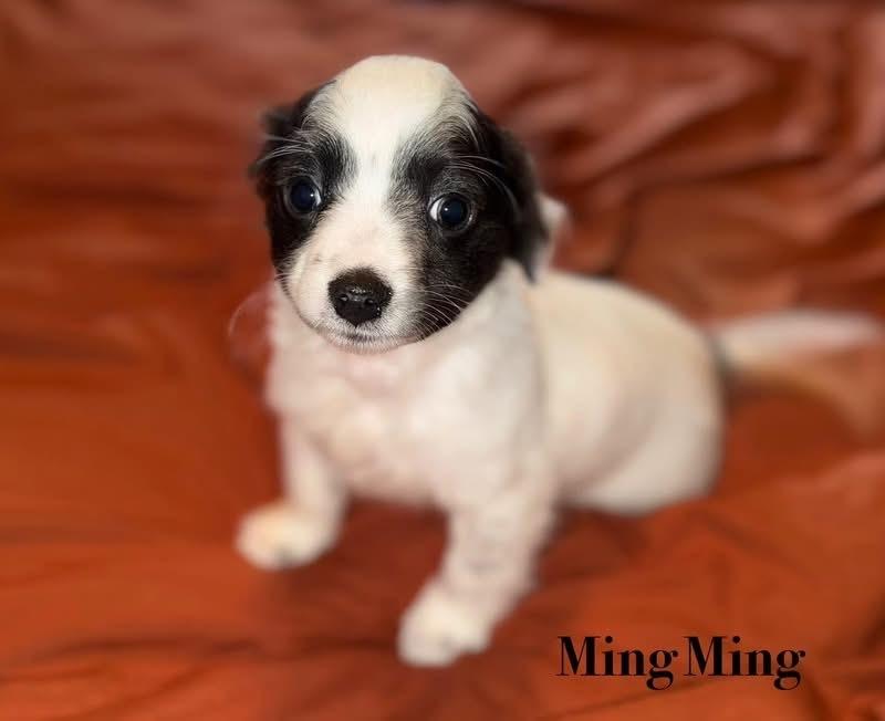 Ming Ming, Adoptable, Puppy Female Chinese Crested Dog.