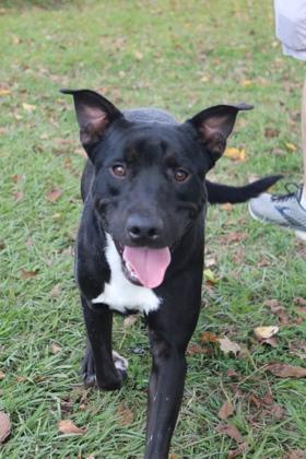 Enlarge Kai, a Adoptable mixed breed in Port Allen, LA image 2/2