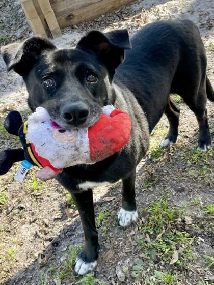 Kandi, Adoptable, Adult Female Mixed Breed & Mixed Breed.