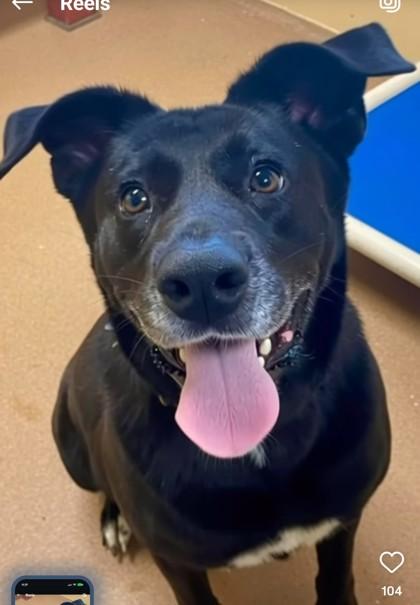 Kandi, Adoptable, Adult Female Mixed Breed & Mixed Breed.