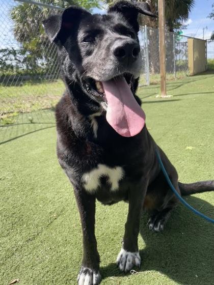 Kandi, a Adoptable Mixed Breed in Sanford, FL image 2/3