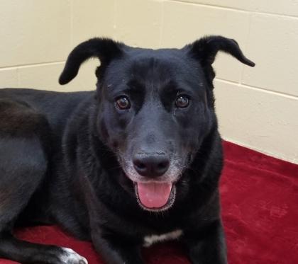 Kandi, a Adoptable Mixed Breed in Sanford, FL image 3/3