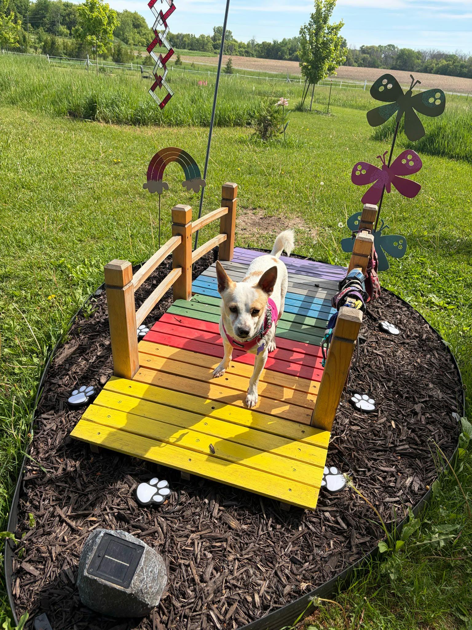 Trevor, a ADOPTABLE mixed breed in De Pere, WI image 5/6
