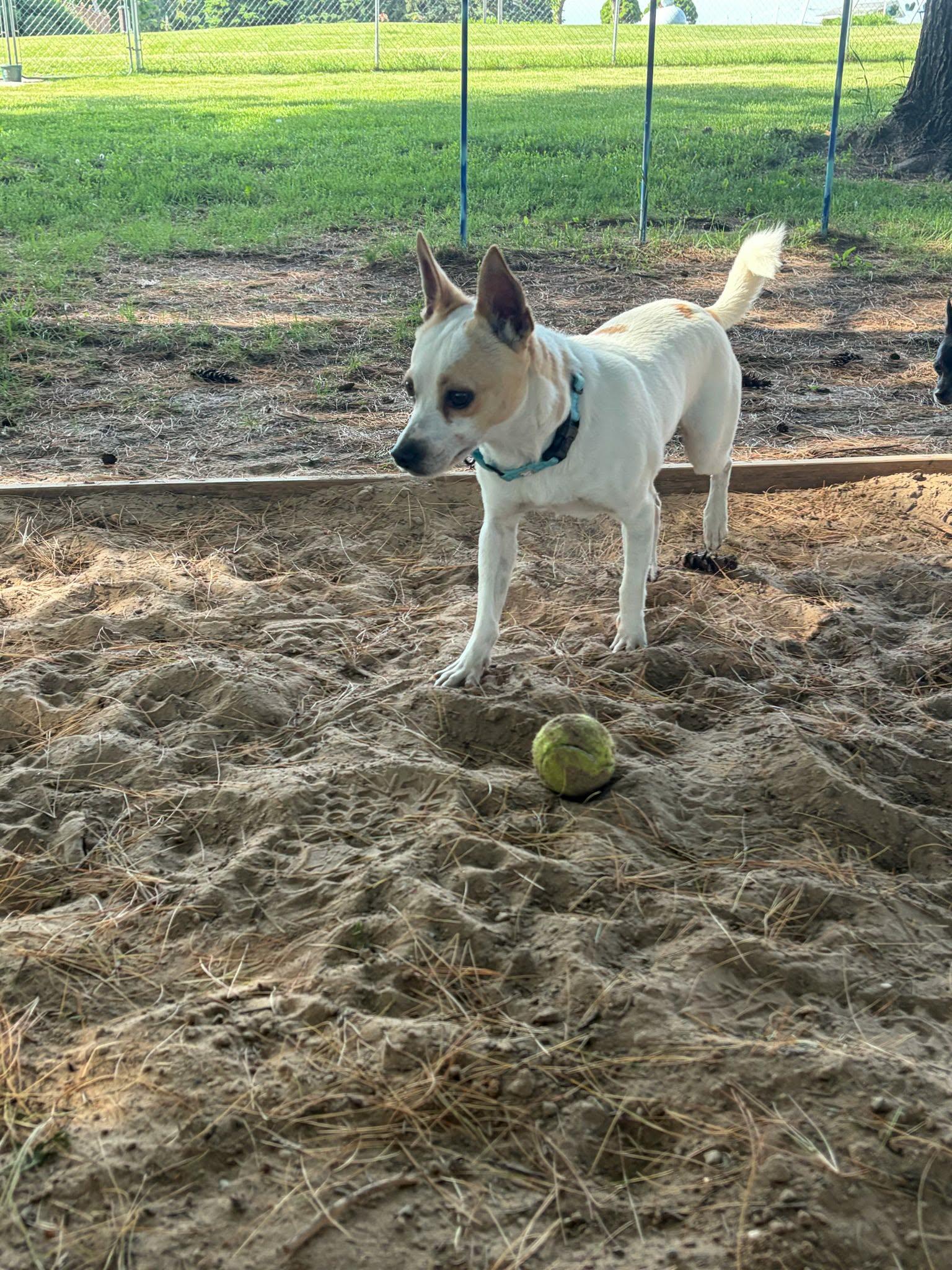 Trevor, a ADOPTABLE mixed breed in De Pere, WI image 3/6