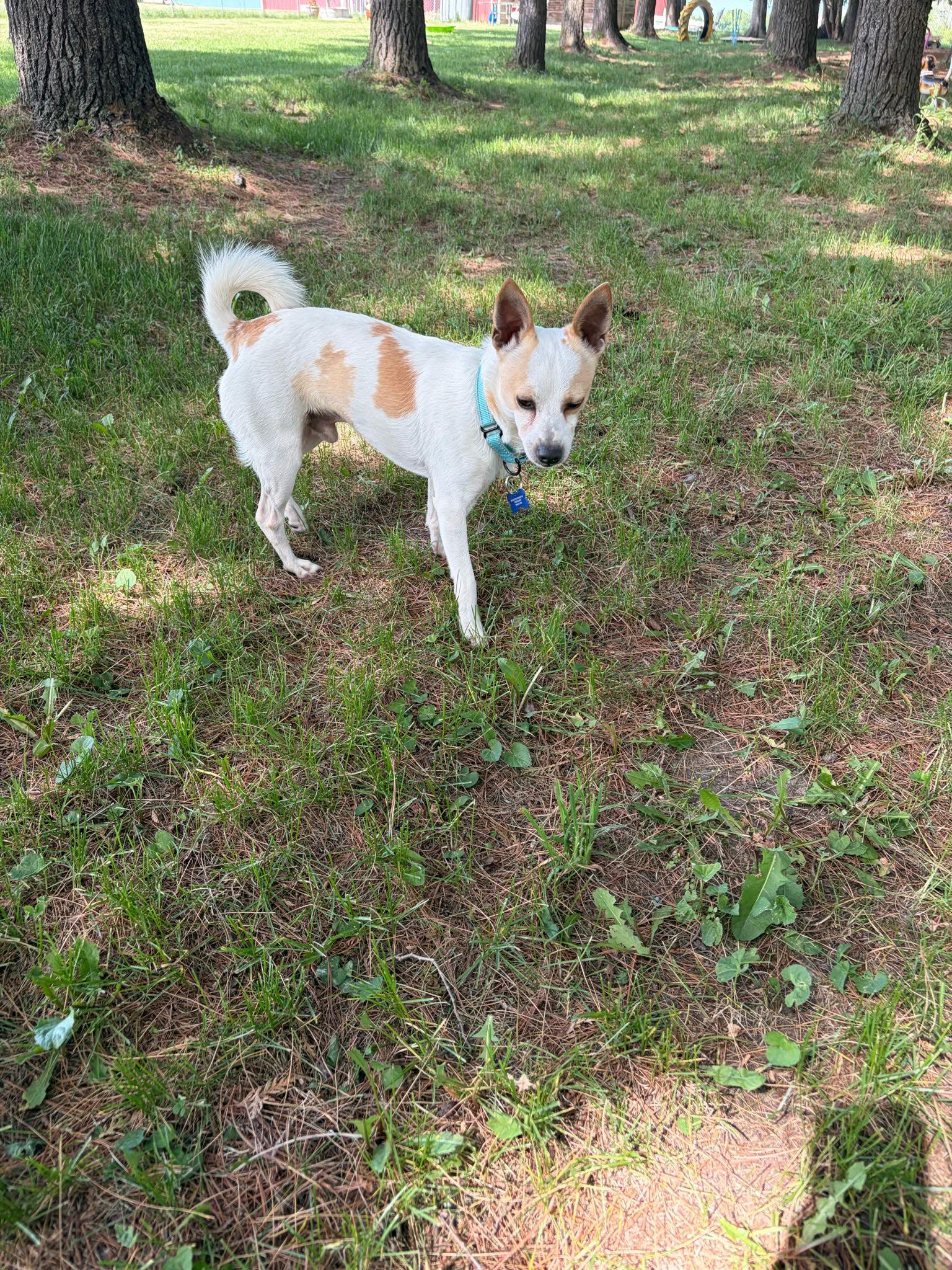 Trevor, a ADOPTABLE mixed breed in De Pere, WI image 2/6