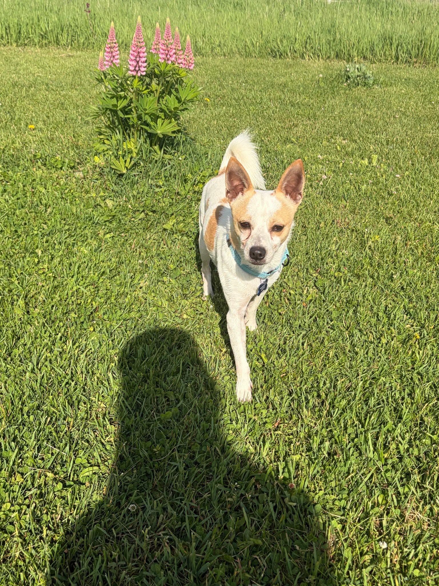 Trevor, a ADOPTABLE mixed breed in De Pere, WI image 1/6