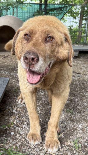 Jordey, adopted, Senior Male Retriever & Labrador Retriever.