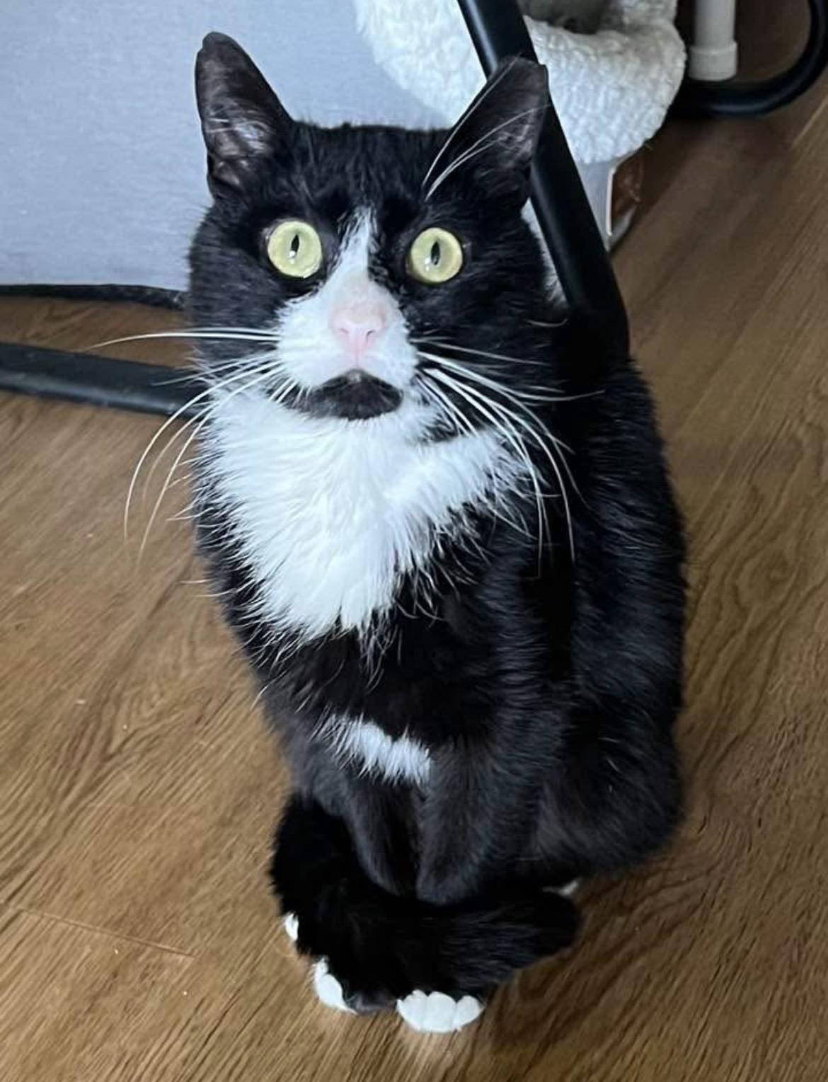 Craig, an adopted Domestic Short Hair in Warminster, PA image 5/6