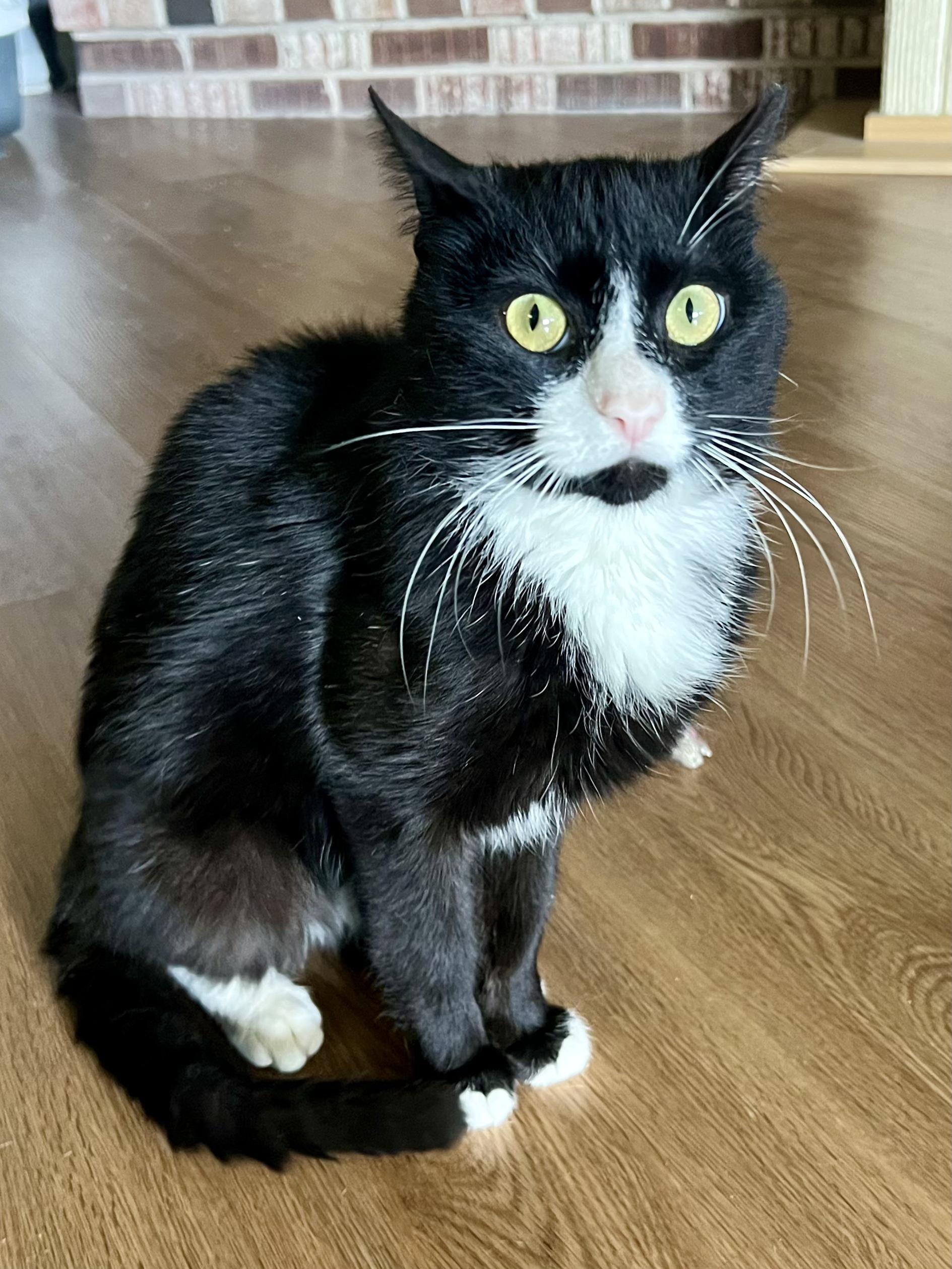 Craig, an adopted Domestic Short Hair in Warminster, PA image 3/6