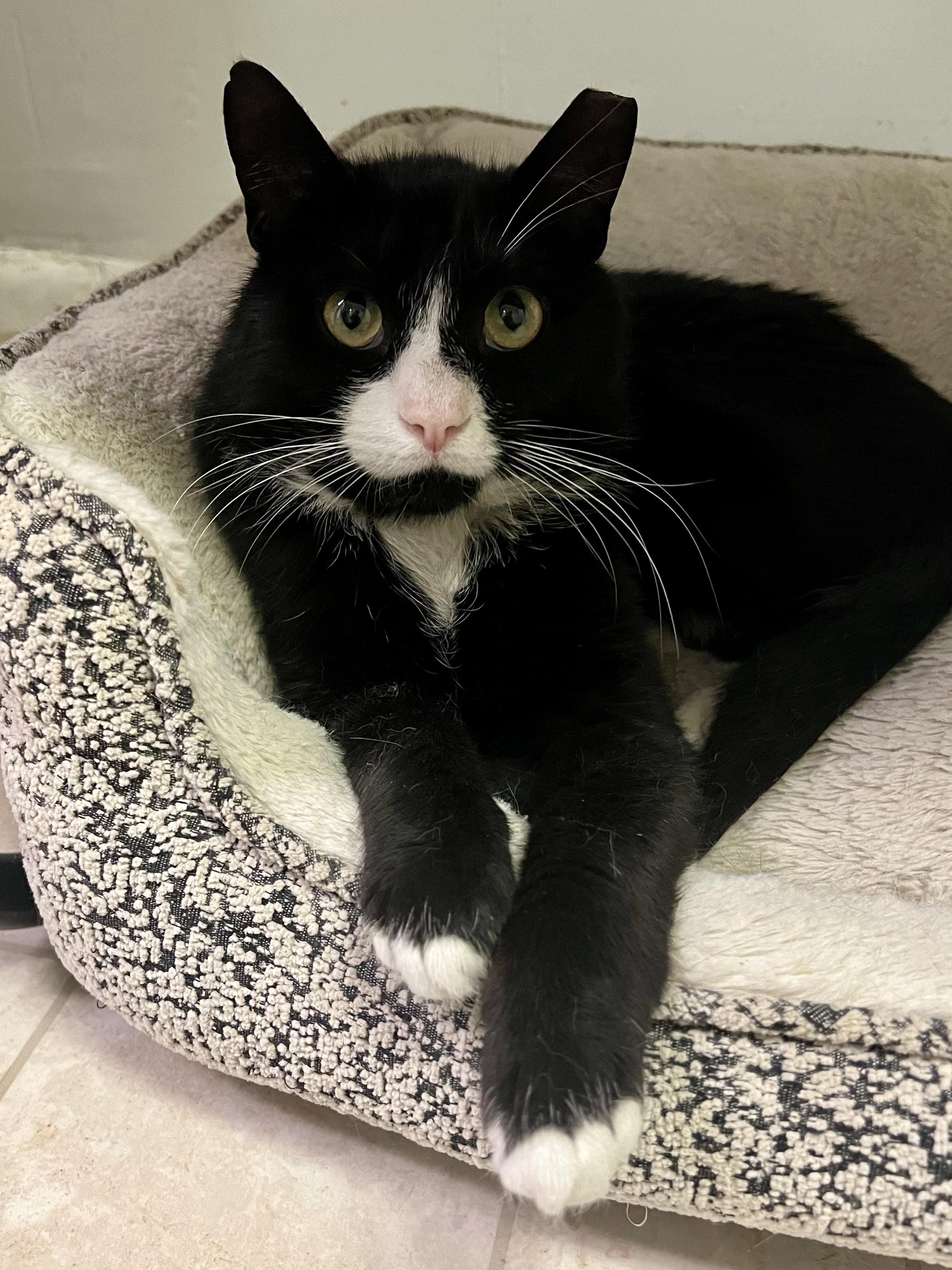 Craig, an adopted Domestic Short Hair in Warminster, PA image 4/6
