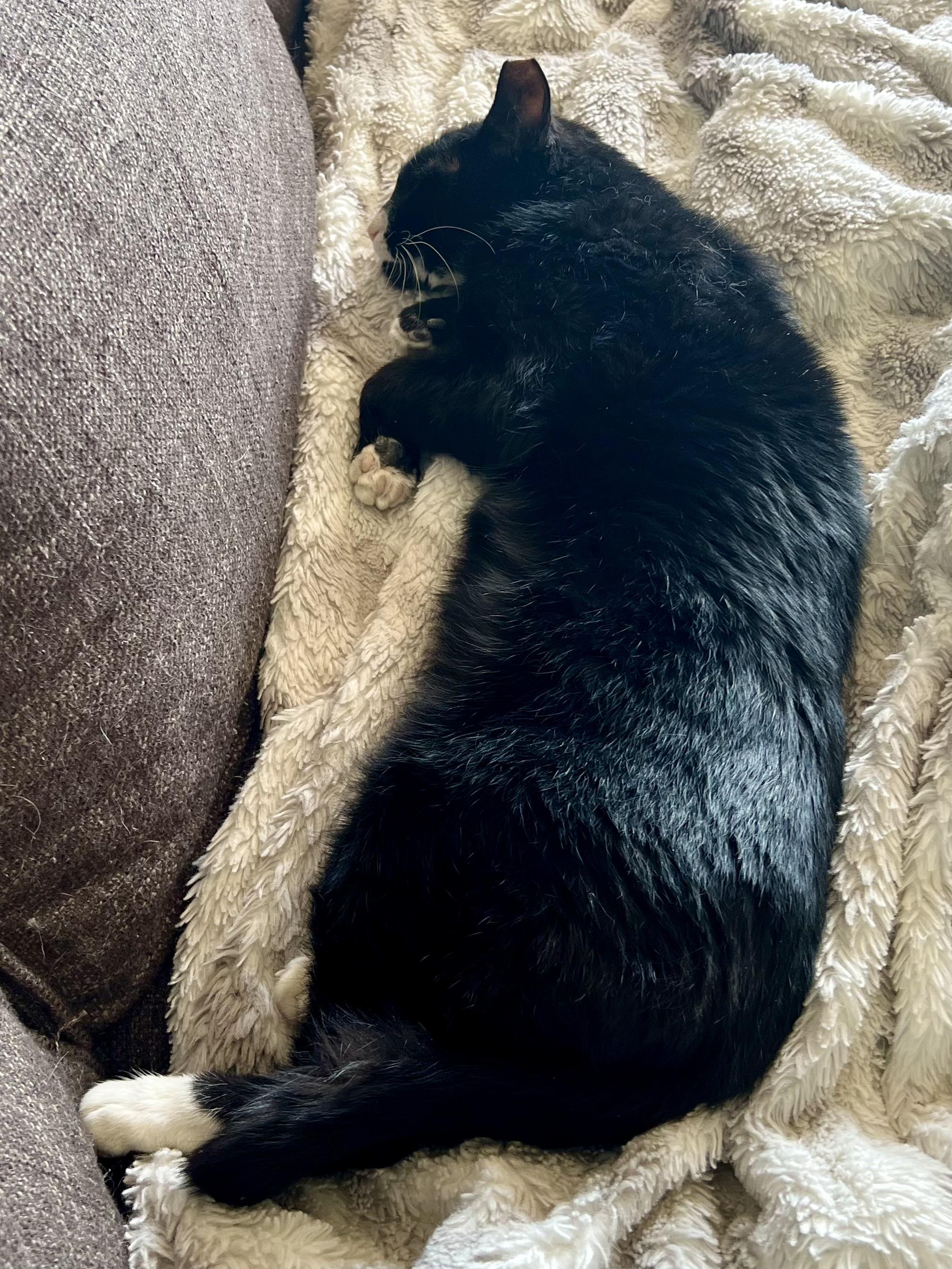 Craig, an adopted Domestic Short Hair in Warminster, PA image 6/6