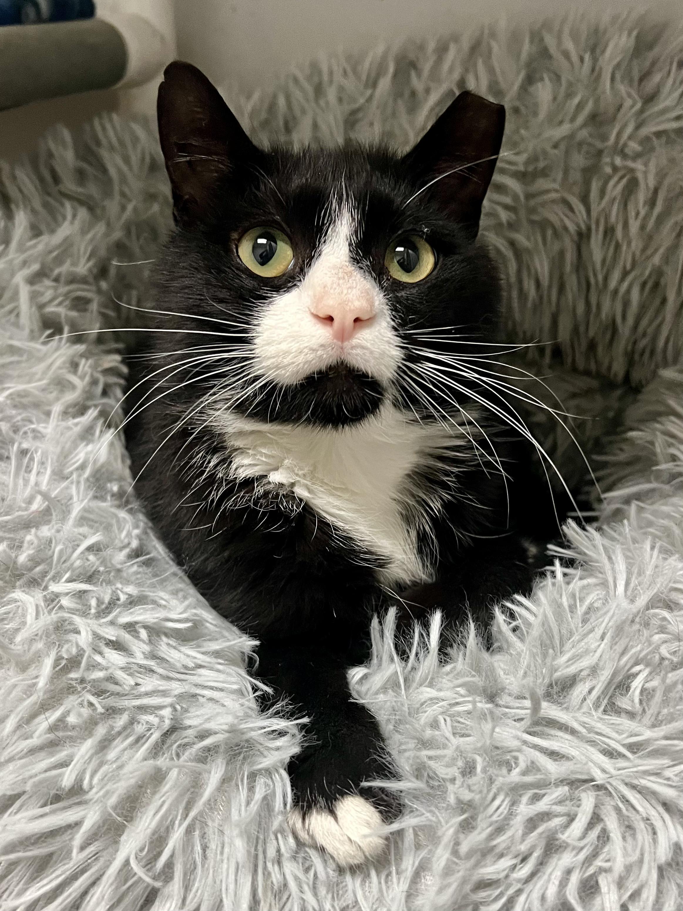 Craig, adopted, Adult Male Domestic Short Hair.