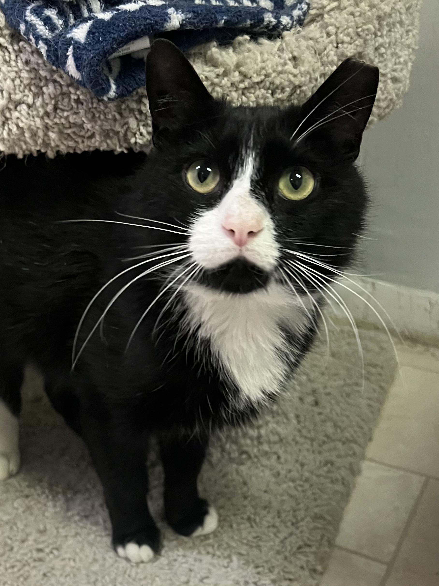 Craig, an adopted Domestic Short Hair in Warminster, PA image 2/6