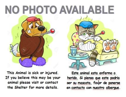 Enlarge CHA CHA, a Adoptable Terrier in Los Angeles, CA image 1/1