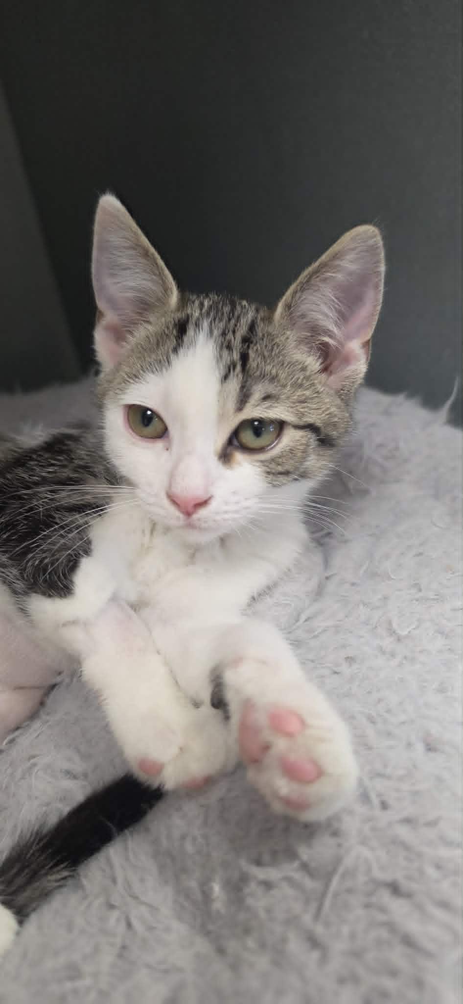 Enlarge Biscuitina, a ADOPTABLE Domestic Short Hair in Mount Juliet, TN image 1/1