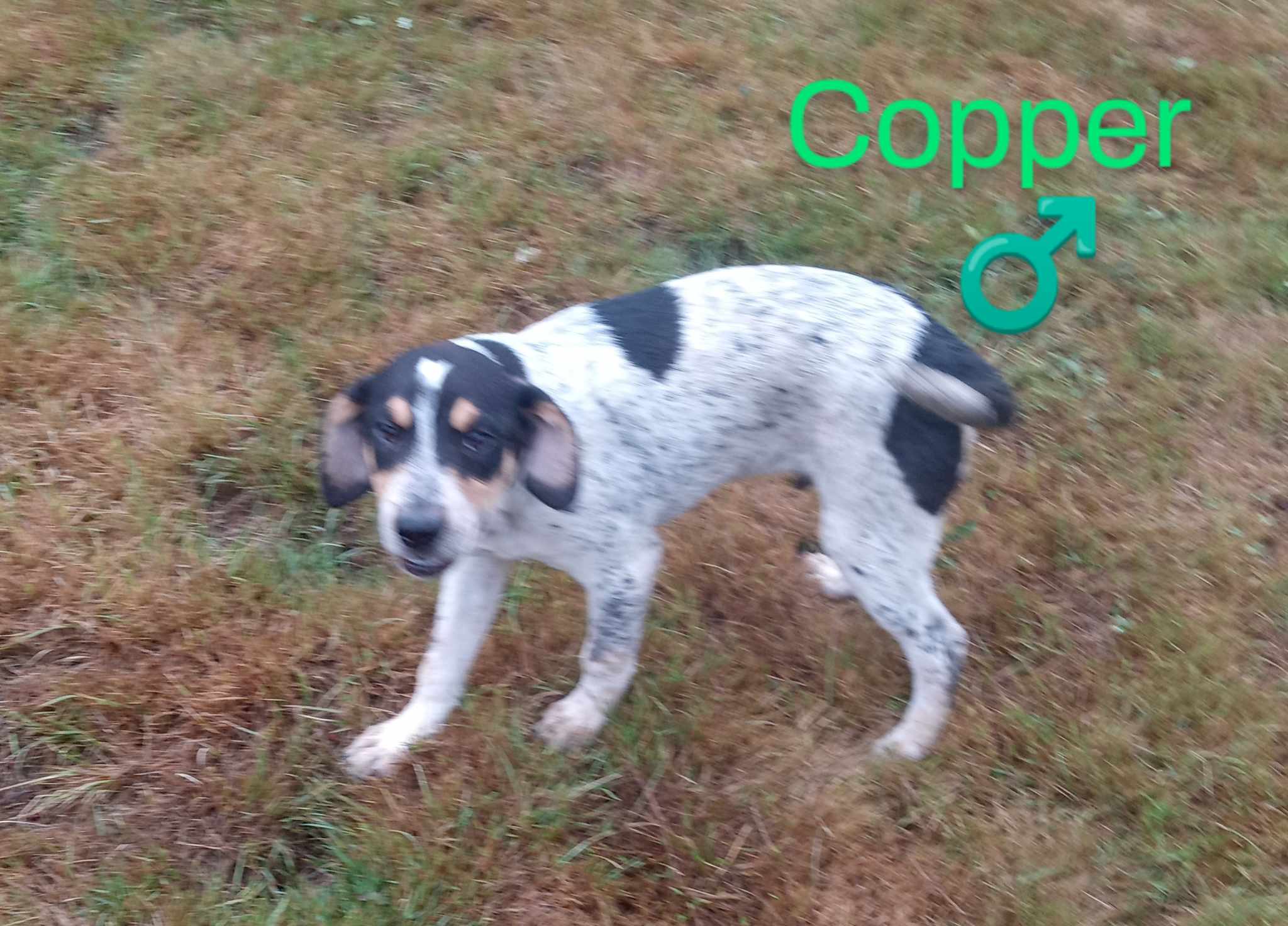 Copper, Adoptable, Adult Male Black Labrador Retriever & Bluetick Coonhound.