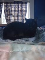 Merry, an adoptable Domestic Short Hair in Lead, SD, 57754 | Photo Image 1