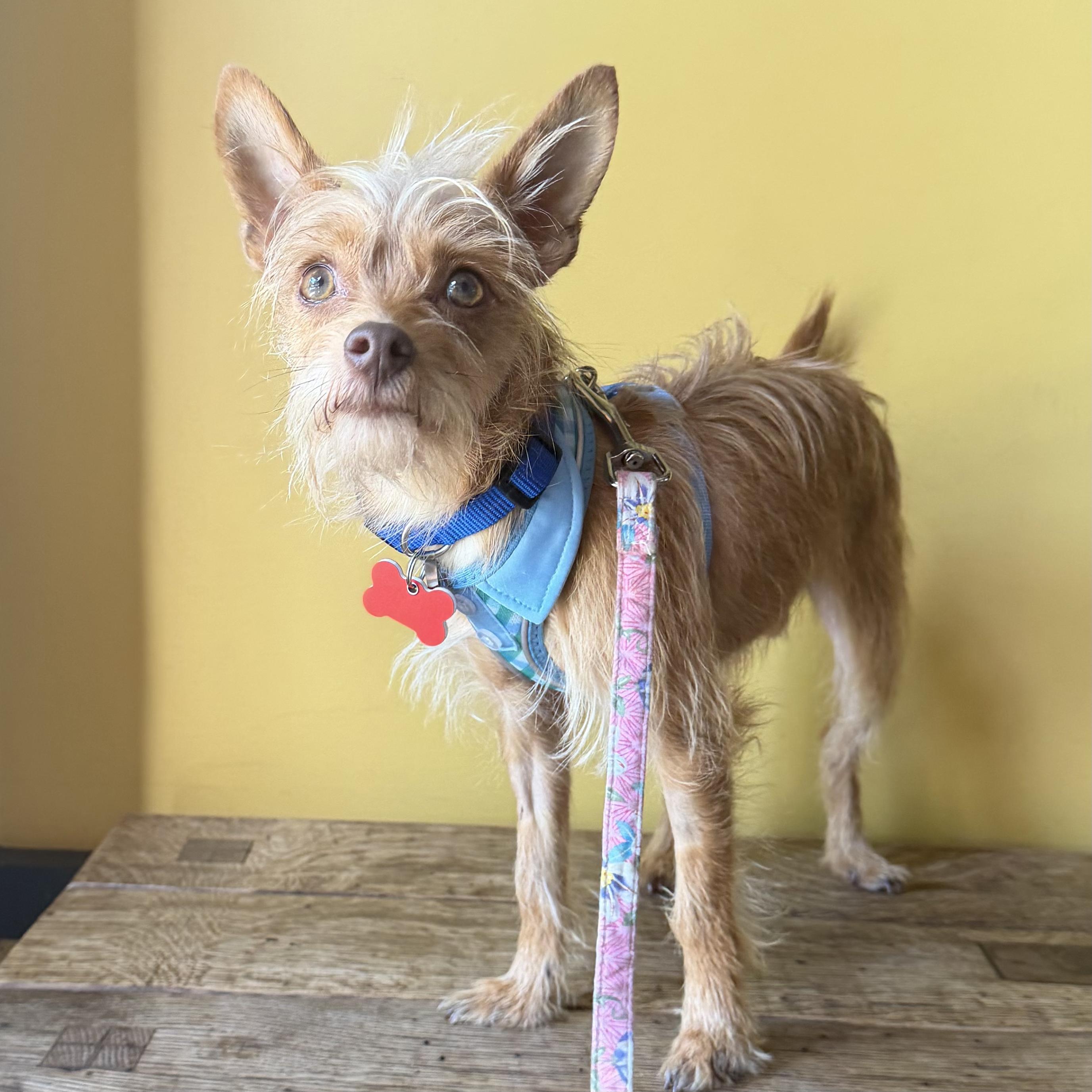 Jiggs, ADOPTABLE, Young Male Yorkshire Terrier & Chihuahua.