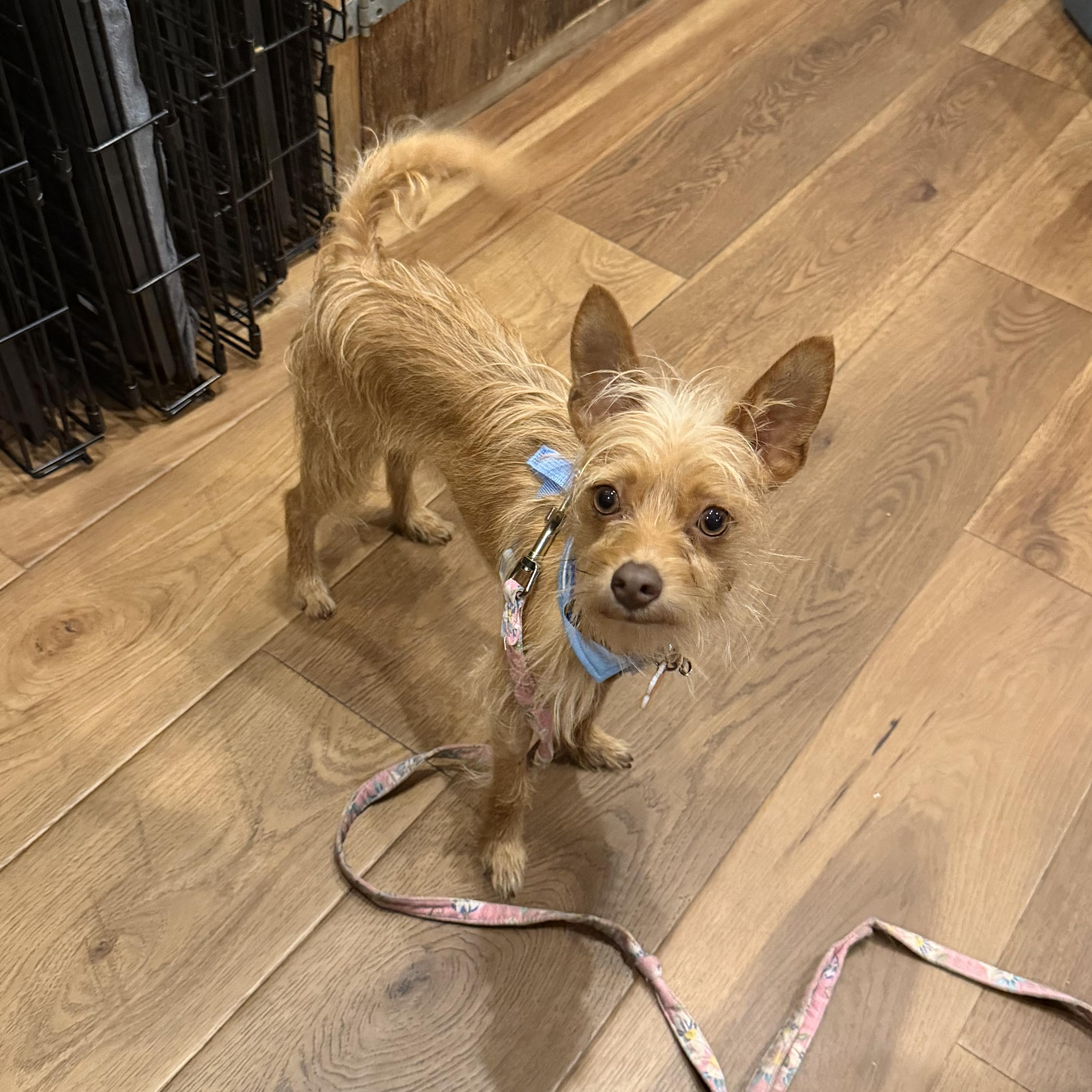 Enlarge Jiggs, a ADOPTABLE mixed breed in Boulder, CO image 5/6
