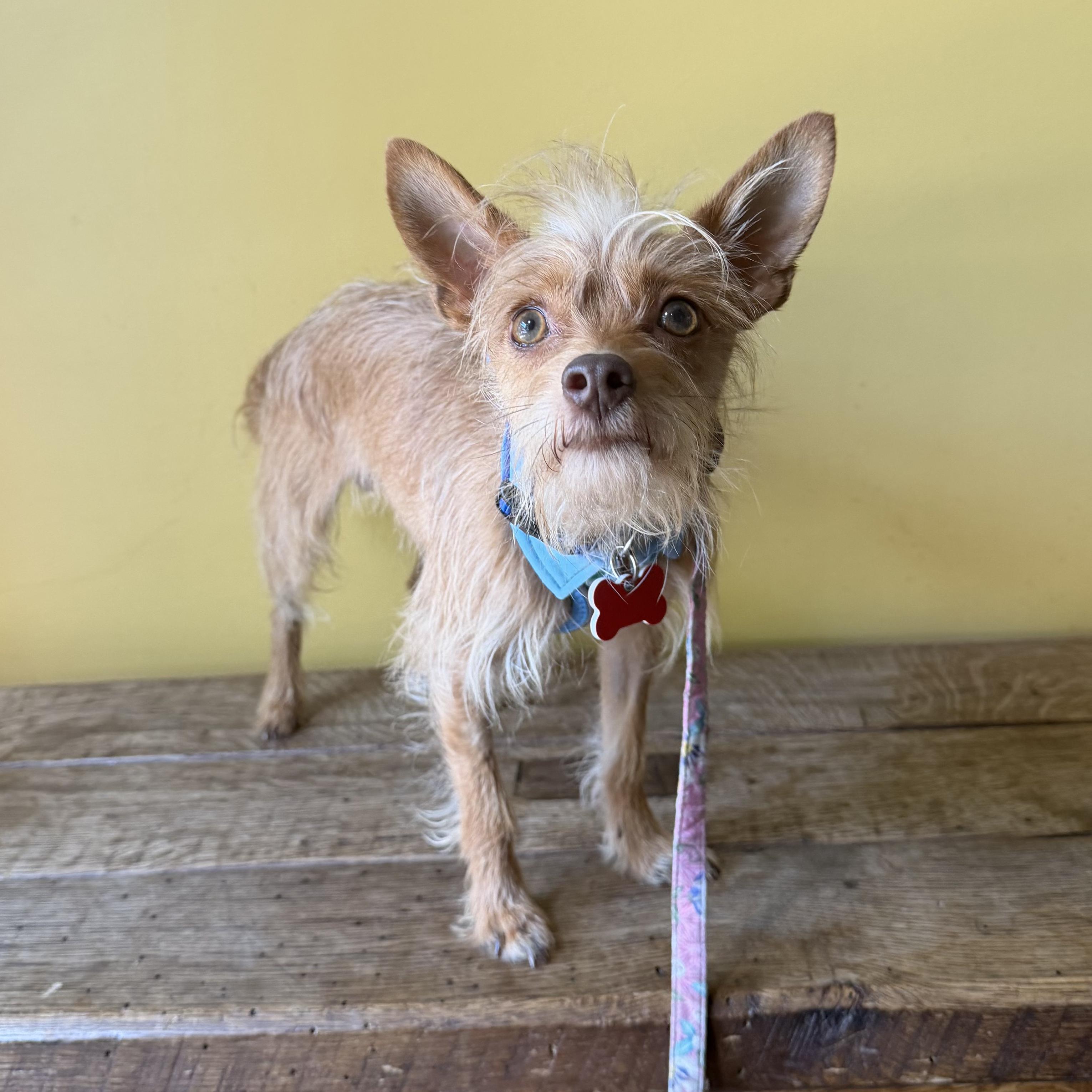 Enlarge Jiggs, a ADOPTABLE mixed breed in Boulder, CO image 4/6