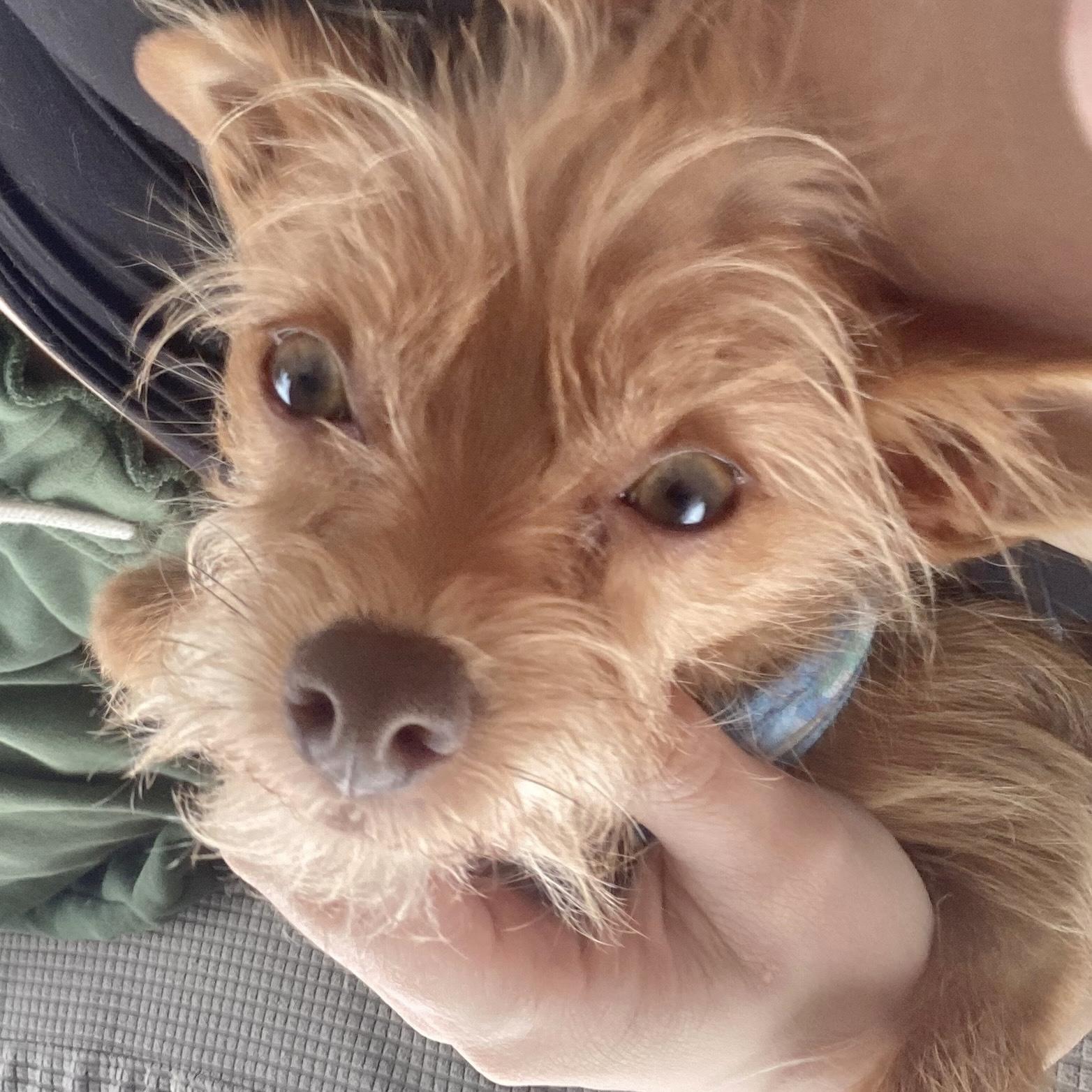 Enlarge Jiggs, a ADOPTABLE mixed breed in Boulder, CO image 2/6