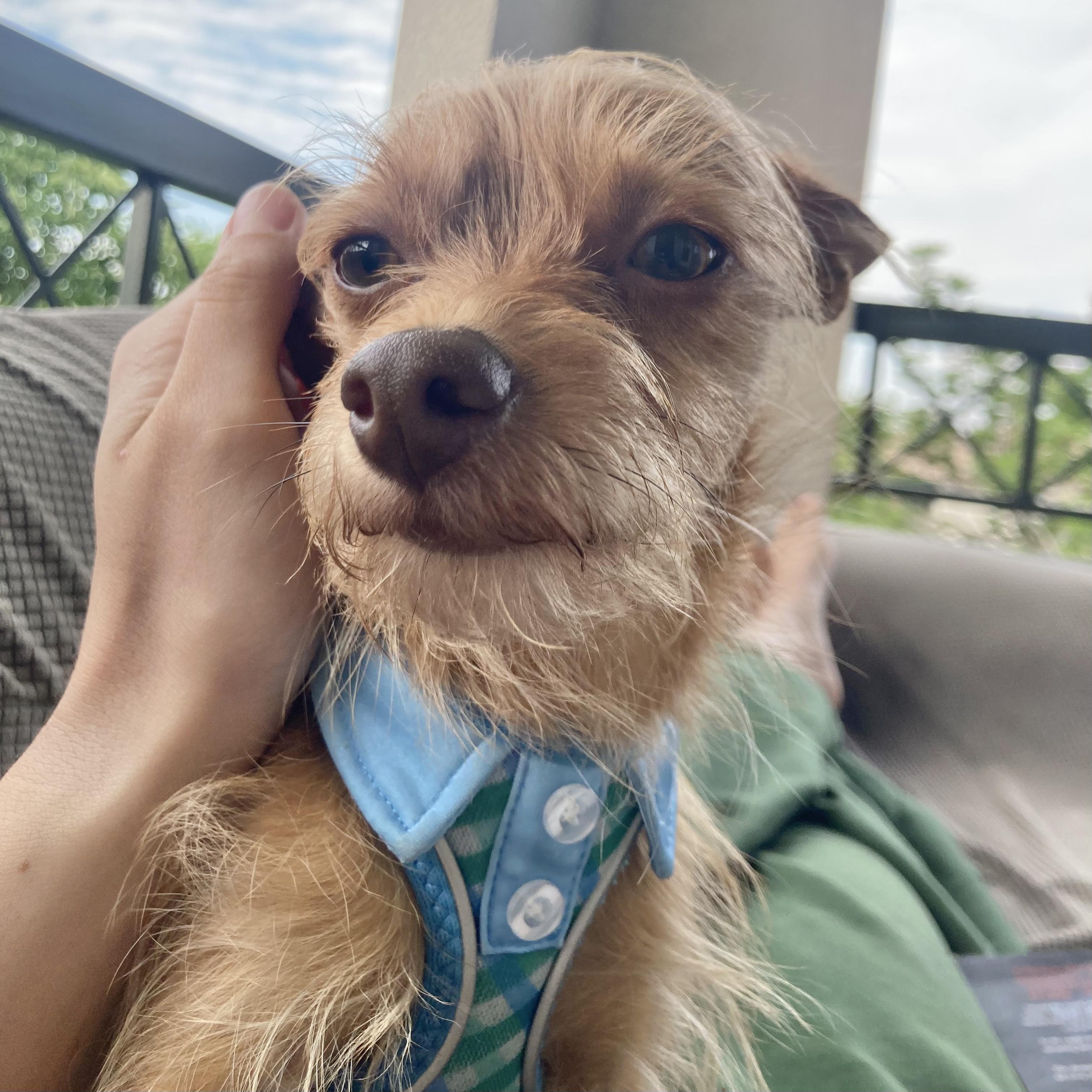 Enlarge Jiggs, a ADOPTABLE mixed breed in Boulder, CO image 6/6